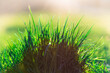 soczysta zielona trawa z rozmytym jasnym tłem w słońcu