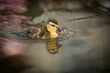 © Pk Mason/Wirestock Creators - Closeup shot of a baby duck swimming in the pond