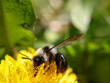 Die Biene im Frühling