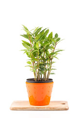 Wall Mural - Small laurel tree in flower pot