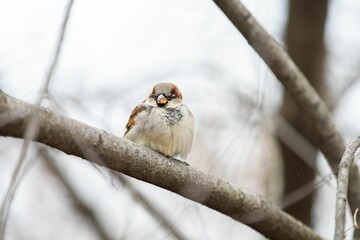 Canvas Print - Closeup of a cute small sparrow sitting on a dry branch in a forest