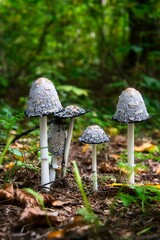 Canvas Print - Vertical shot of wild textured fungus growing on a forest floor