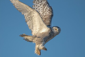 Sticker - an owl with wings spread while flying in the air under the blue sky