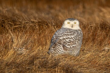 Sticker - a snowy owl is looking for food in the grass by itself