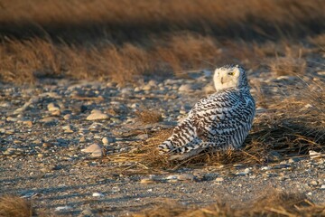 Wall Mural - an owl is sitting on the sand near the shore line