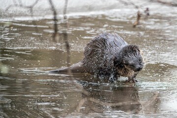 Sticker - an otter is looking down and coming up from the water