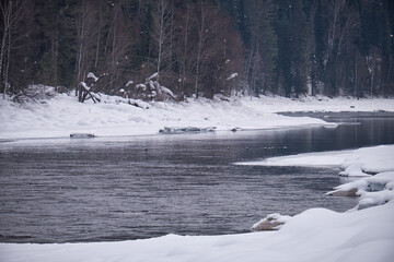 Fototapete - View of the river Biya in winter. Snow and birch forest on the river bank. Altai.