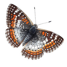 Silvery Checkerspot  Buterfly. Watercolor With Transparent Background. Generative AI