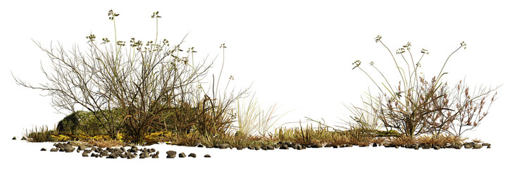 dry plants and pebbles, desert scene cut-out isolated on transparent background banner