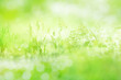 © gudrun - Radiant green spring background with blades of grass in a flower meadow in mornig sun. Close-up of nature scene in the backlightwith short depth of field.