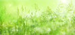 © gudrun - Radiant green spring background with blades of grass in a flower meadow in mornig sun. Close-up of nature scene in the backlightwith short depth of field.