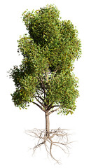 small tree with roots isolated on transparent background  