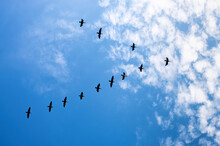 Silhouettes Of Cormorant Birds Flying In The Sky