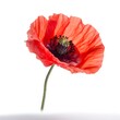 red poppy on a white background
