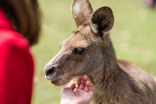Little Girl Patting A Kangaroo At A Zoo Experience