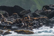 View of wild seals on the coast of Unalaska Island, Unalaska, Alaska, United States.