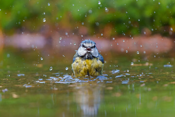 Canvas Print - Eurasian blue tit (Cyanistes caeruleus) 
taking a bath in a pond in the forest in the Netherlands 