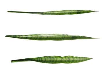 leaves set of Plant Sansevieria trifasciata isolated on transparent background