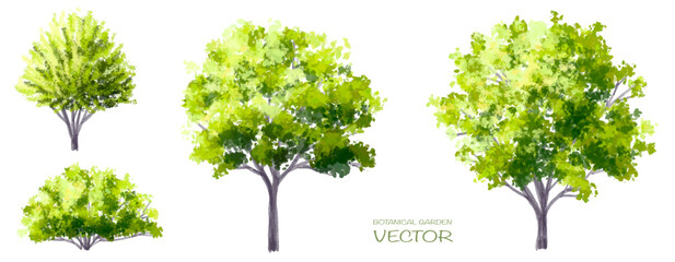 Wall Mural - vector watercolor of tree side view isolated on white background for landscape and architecture draw