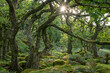 © robertharding - Summer morning sun rising through Black a Tor Copse in Dartmoor National Park, Devon