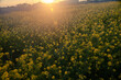 The setting sun shining through a field of rape blossoms in full bloom. Material of spring twilight.