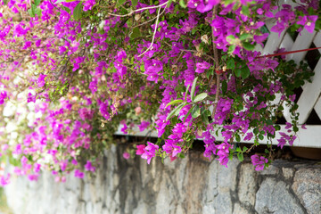 Wall Mural - bougainvillea branches hanging over the fence