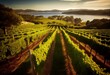 Large vineyards of the Rias Baixas region in Pontevedra, Galicia, Spain. The vines of this plantation produce 