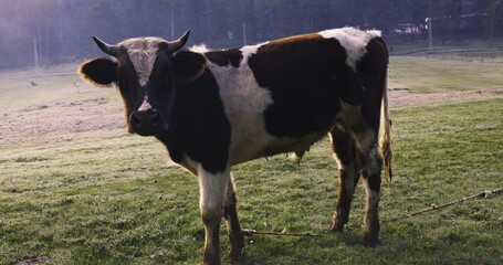 Poster - Cow animal on pasture with morning dew on the fresh grass and fog in the countryside, 4k video