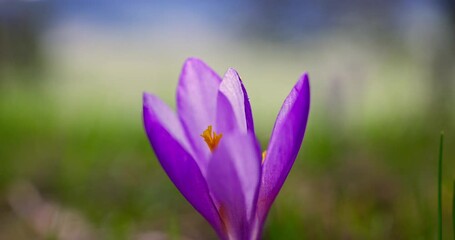 Wall Mural - Wild mouintain flower purple crocus in and fresh spring grass on a meadow, 4k video