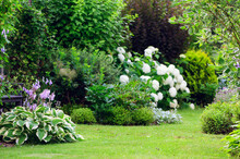 Natural Private Cottage Summer Garden In Europe. Hostas, White Hydrangeas, And Various Shrubs Blooming. Country Life.