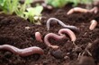 Close-up, worms in the ground. Generative ai.