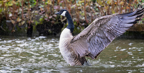 Sticker - Close up of large Canada Goose with wings fully extended backward,  reared up on surface of water