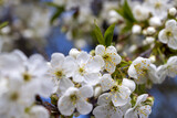 Fototapeta Kwiaty - Trees blooming in the orchard in the spring season