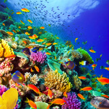 Fototapeta Do akwarium - Magnificent underwater world in tropical ocean.