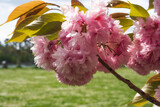 Fototapeta  - Close-up of Japanese cherry blossoms in Wiesbaden/Germany on the banks of the Rhine
