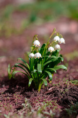 Canvas Print - Snowdrop or common snowdrop (Galanthus nivalis) flowers.Snowdrops after the snow has melted. In the forest in the wild in spring snowdrops bloom, selective focus and shallow depth of field