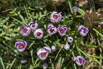 Canvas Print - Purple Crocus Flowers in Spring. High quality photo, top view