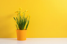 Yellow Daffodil Isolated On Yellow Background. Spring Flowers Daffodils, Easter Flowers. Conceptual Banner With Narcissus With Copy Space.