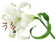 Blooming white flower of Oriental Lily watercolor