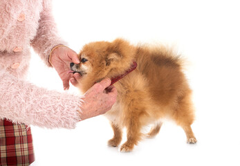 Canvas Print - pomeranian in studio