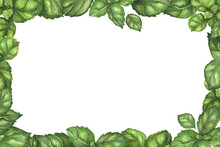 Vegetarian Rectangular Frame With Fresh Basil Leaves. Botanical Watercolor Green Illustration.