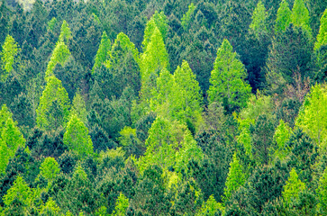 Wall Mural - landscape with a mixture of trees near alabama highway 431 in Calhoun County, near Anniston, Alabama, USA