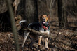 Bluetick hound dog standing in the woods.