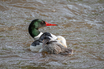 Poster - Male Common Merganser