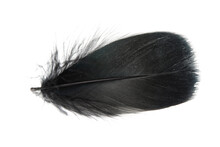 Fluffy Black Feather Isolated On The White Background Closeup