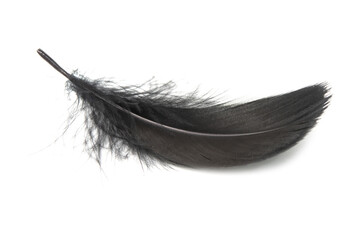 Wall Mural - Fluffy black feather isolated on the white background closeup