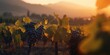 Vineyards at sunset with beautiful light. Generative AI