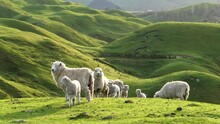 Big Group Of Sheep And Lambs On Scenic Countryside. New Zealand