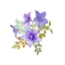 Spring Balloon Flowers And Leaves Bouquet Isolated On White. Blue Star Flower. Platycodon Flower Watercolor Botanical Illustration. Wild Flowers Blossom Summer Arrangement