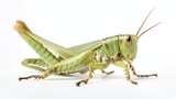 Fototapeta Storczyk - Green grasshopper isolated on white

